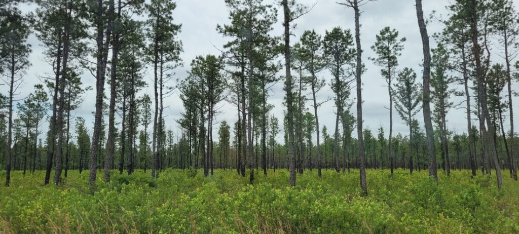 New Jersey Pine Trees