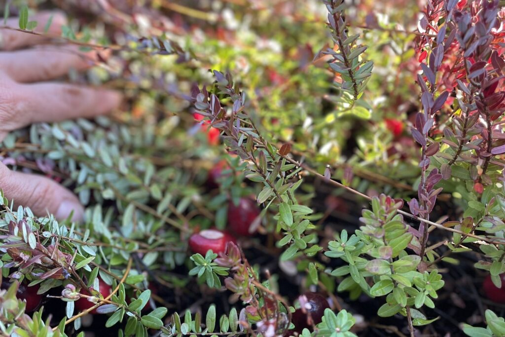 Picking Cranberries