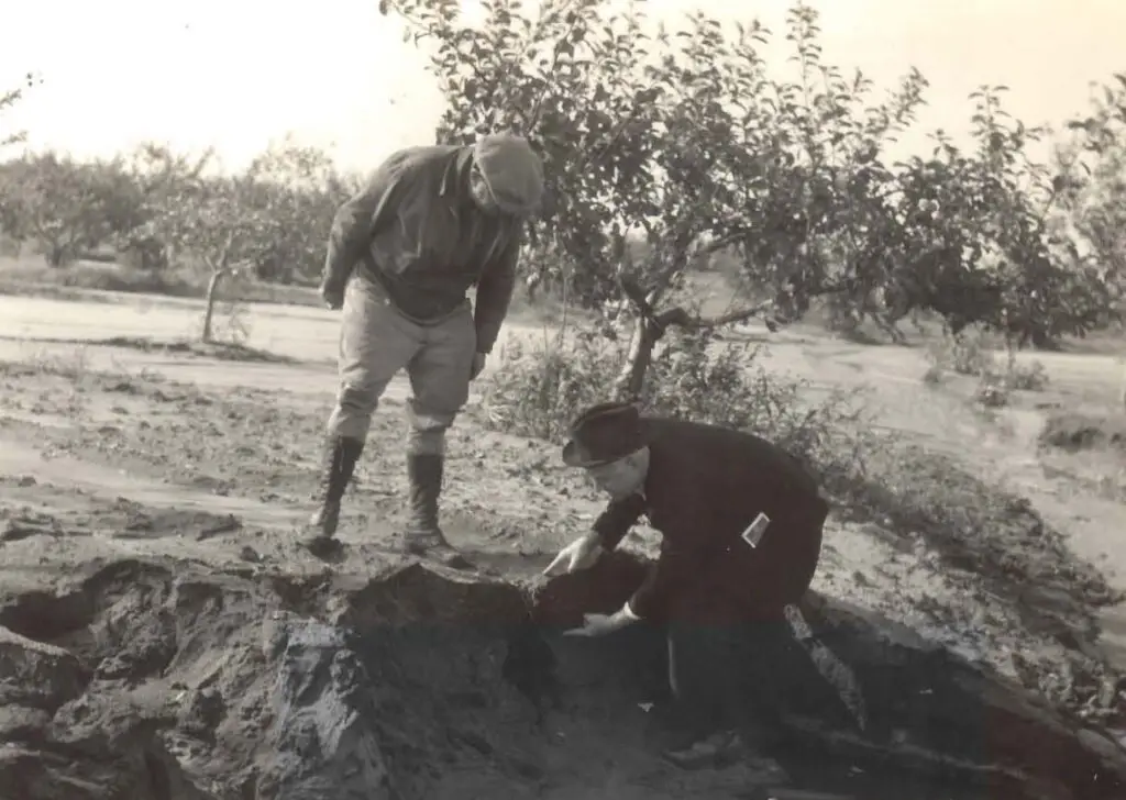 1938 examining orchard in Monmouth County