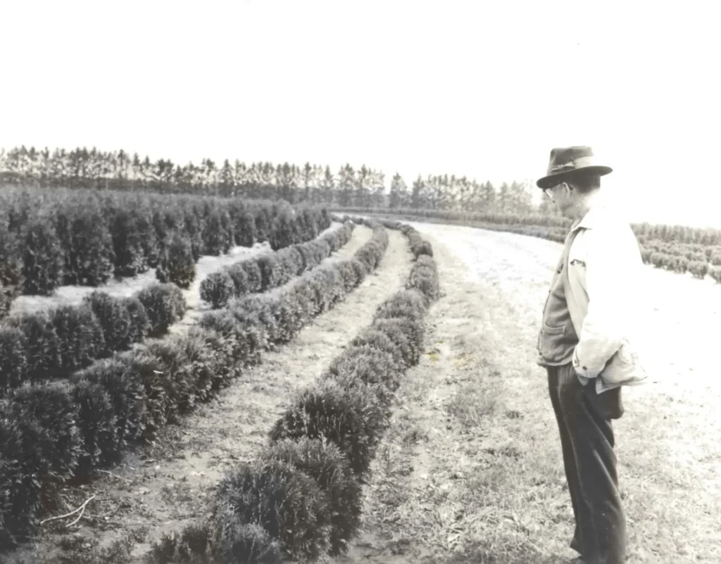 1960 Diversion terraces