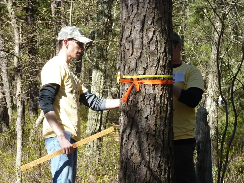 Man measuring tree circumference