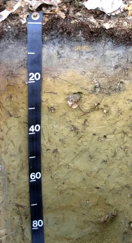 Measuring stick against a soil profile displaying the different soil horizons