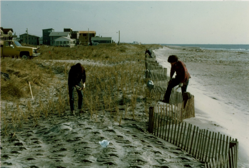 RC&D Beach Grass Planting Project in the spring of 1983 at the south end of Sea Isle City.