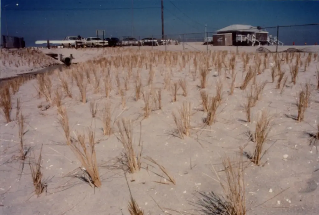 Planting of Cape American Beachgrass in the 1980's.