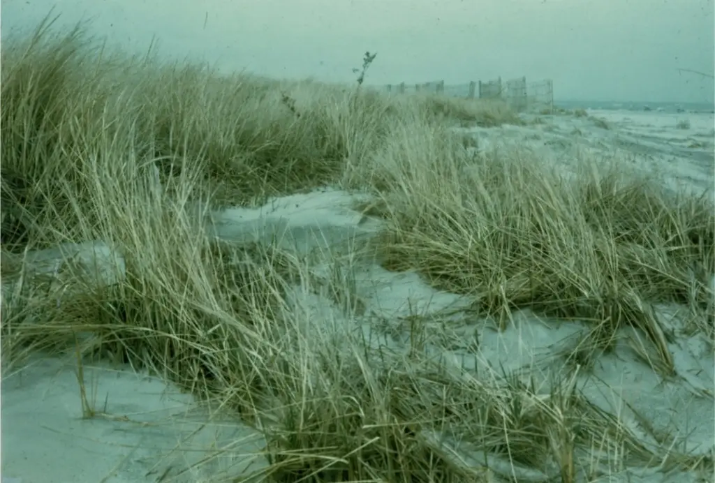Sand accumulating due to vegetative cover.