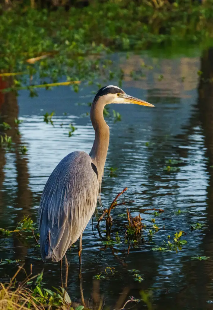 Great Blue Heron standing in a shallow wetland.